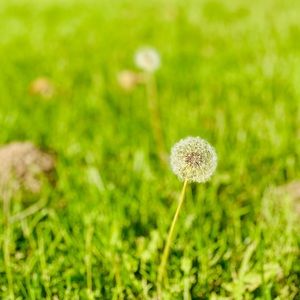 Meet your Posher, Chunqing